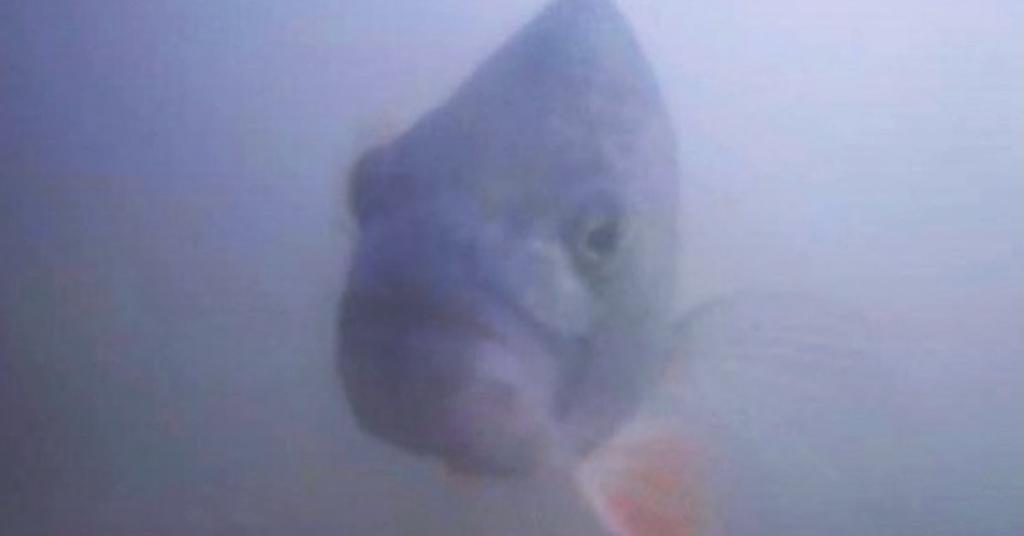 Fish Beep Fish Doorbell Season Is Finally Back — How to Watch