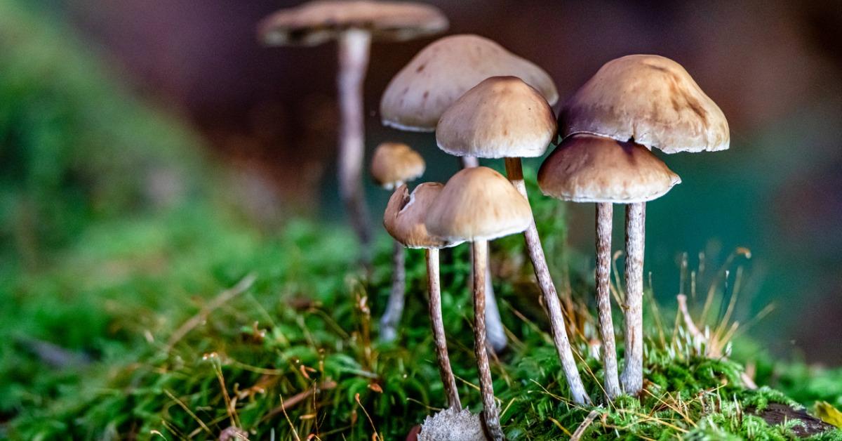 Are Mushrooms Good for You?