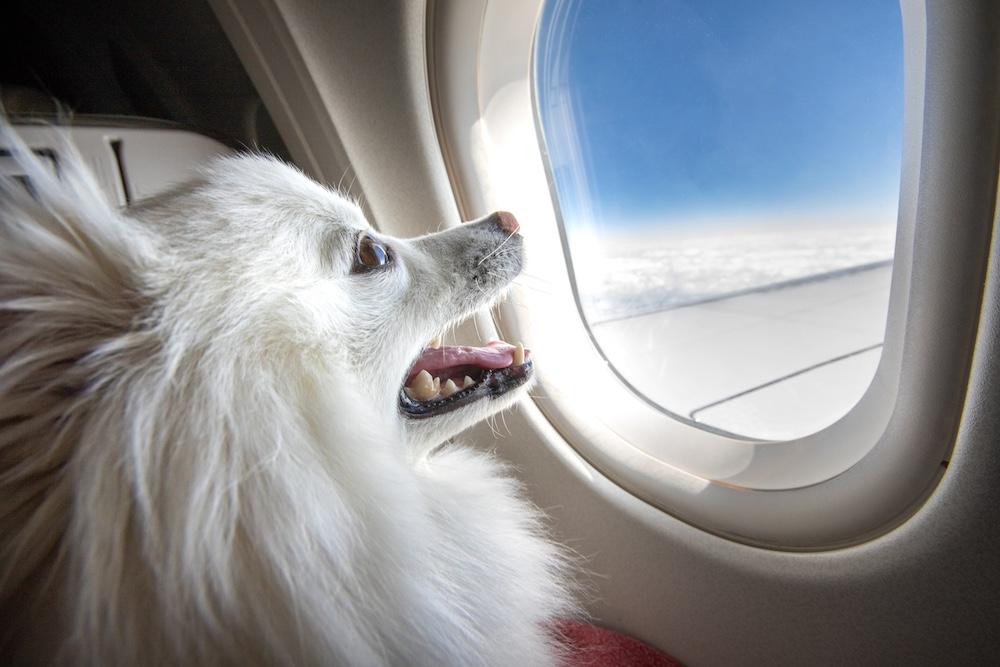 A small white dog looking through a plane window.