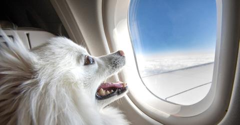 A small white dog looking through a plane window.