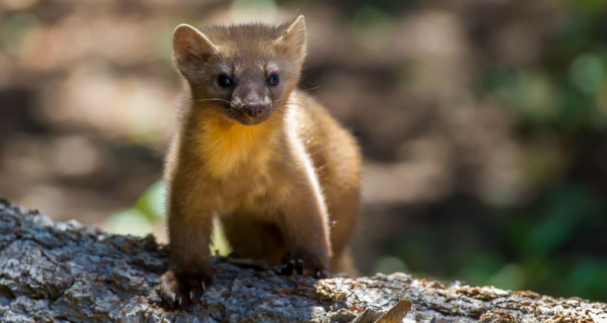 pn/ddcc  f bed cbbbf