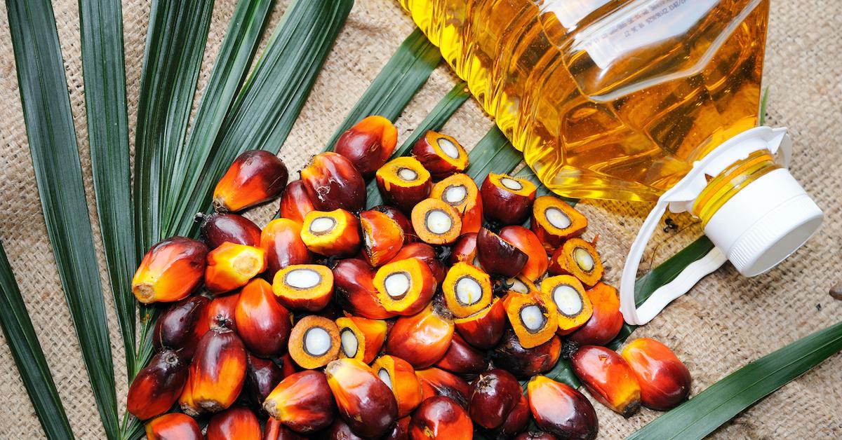 The U K May Impose A Palm Oil Fine To Reduce Deforestation