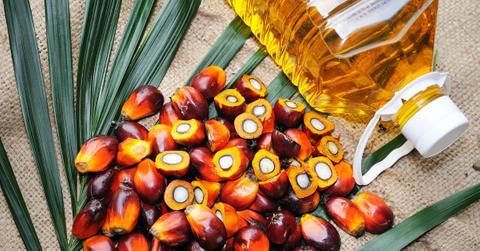 palm oil ban