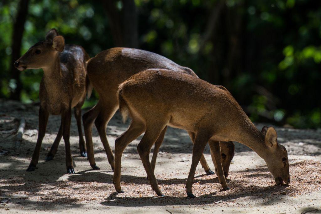 why littering is bad wildlife