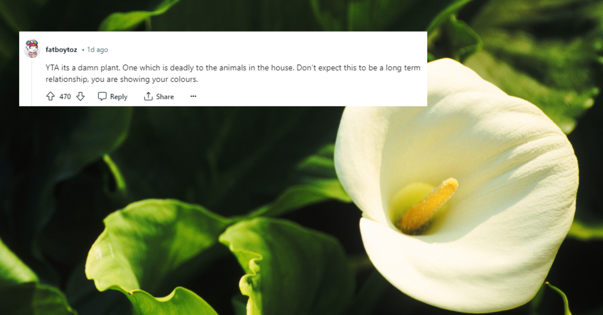 Peace lily flower overlaid with screenshot from Reddit comment