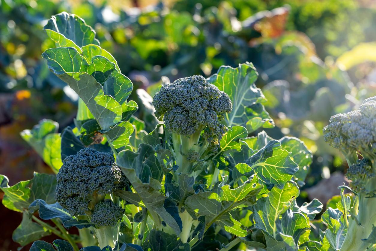 Broccoli in vegetable garden