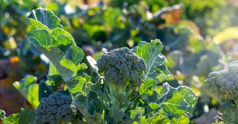 Broccoli in vegetable garden