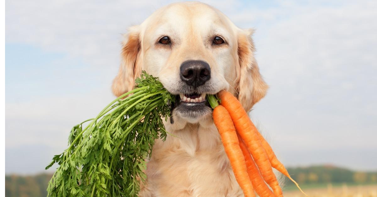 are carrots good for dogs