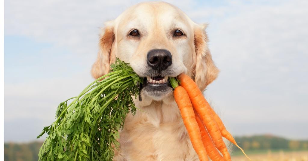 Are Carrots Good for Dogs?