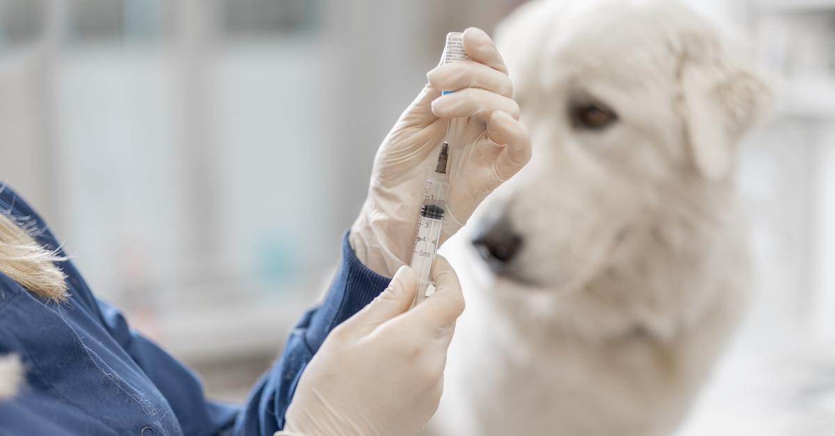 Dog Flu Vaccine