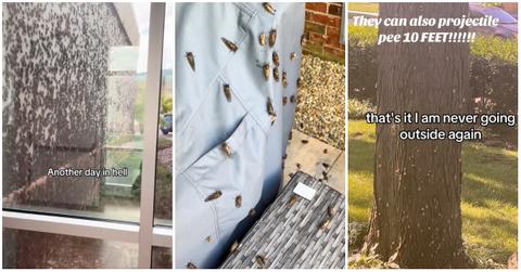 Videos of cicadas across the US in 2024