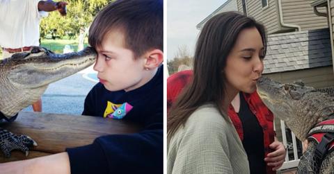 Wally the Emotional Support Alligator