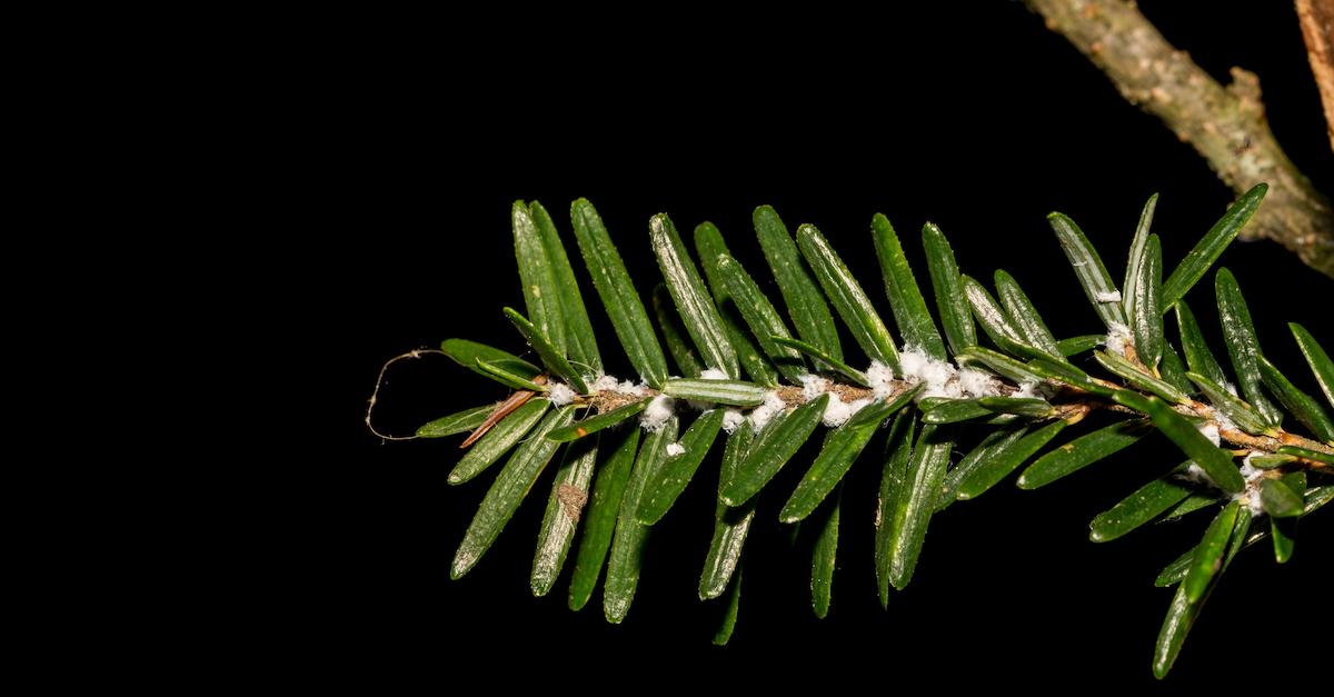 Hemlock Infestation