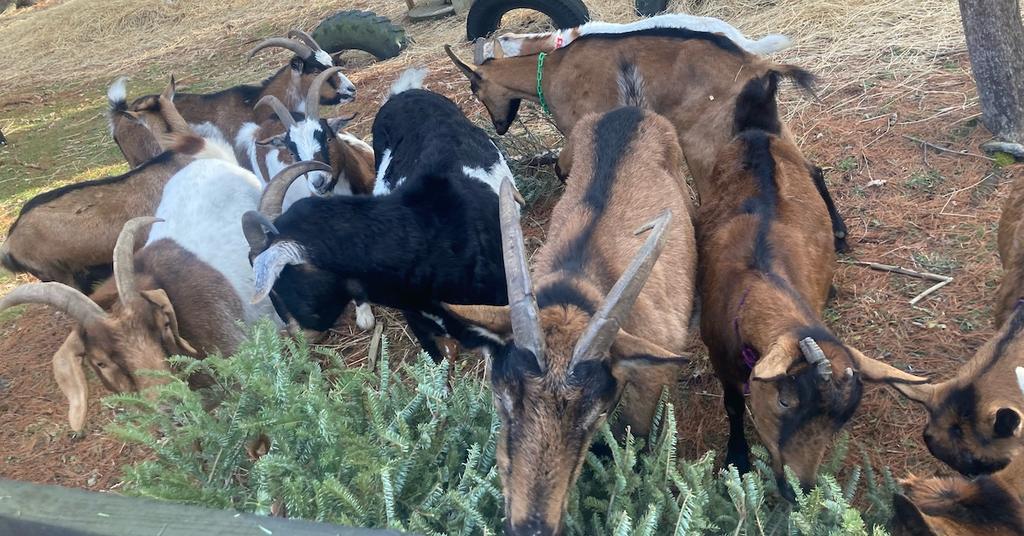 Can Goats Eat Christmas Trees? You’d Be Surprised