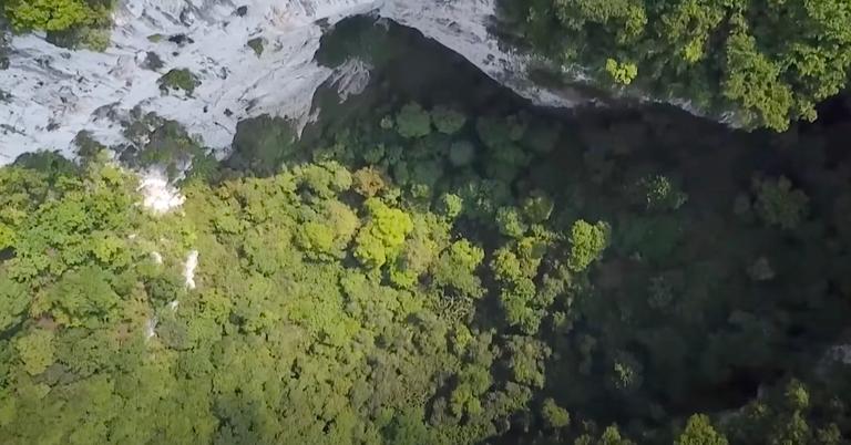 Hidden Forest in China Discovered Beneath Sinkhole