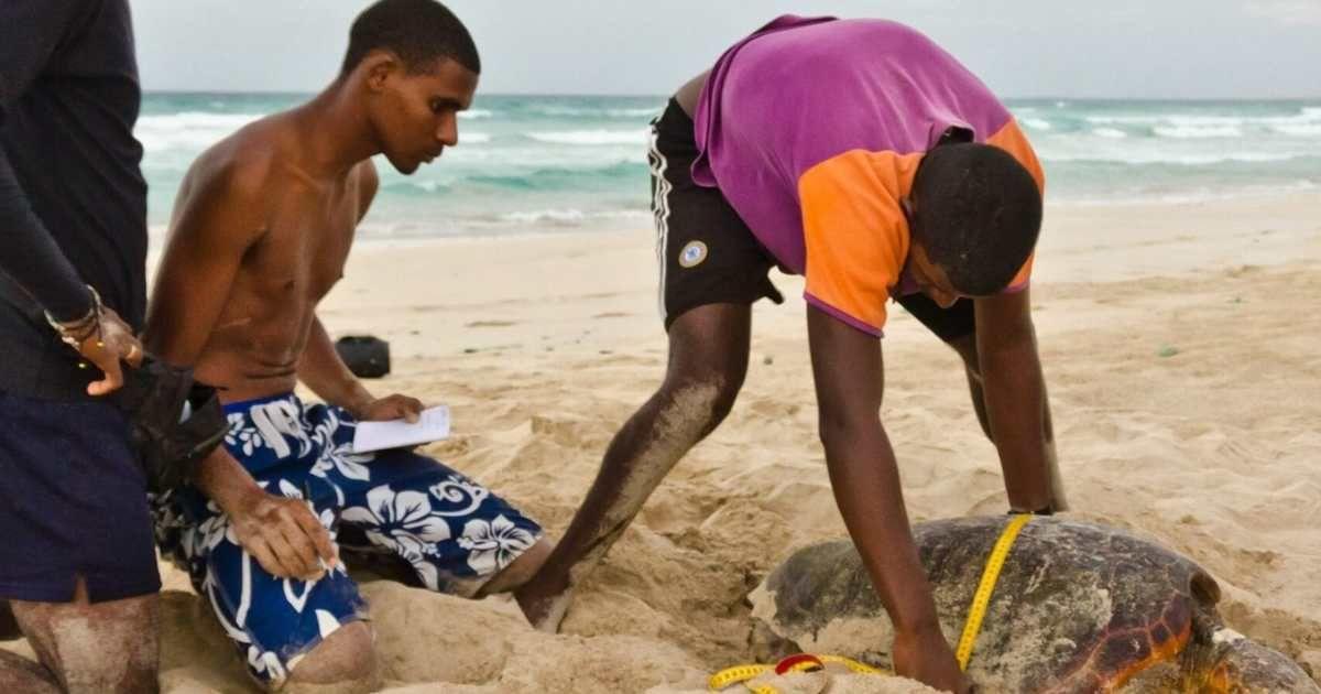 Roni Nelson Batista Ramos is measuring a green sea turtle on a beach. (Cover Image Source: Facebook | WAR - Wildlife At Risk International - Africa)