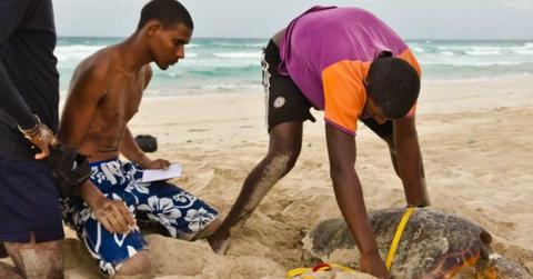 Roni Nelson Batista Ramos is measuring a green sea turtle on a beach. (Cover Image Source: Facebook | WAR - Wildlife At Risk International - Africa)