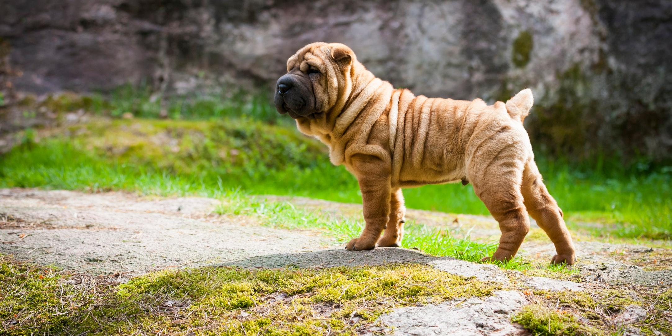 A Shar-Pei puppy standing outside. 