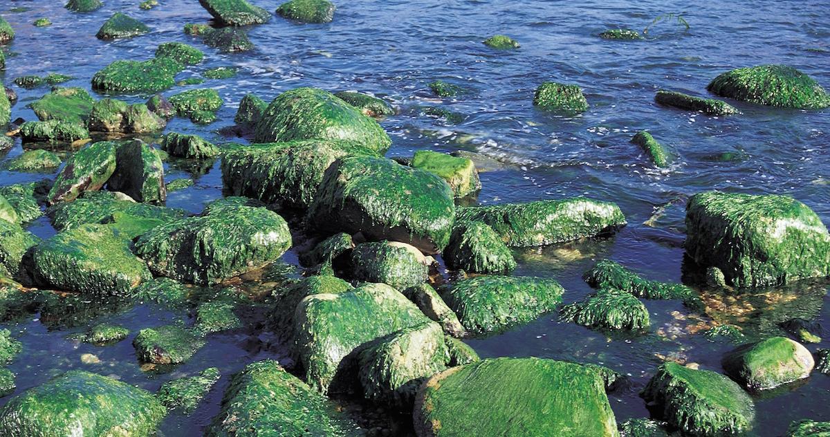 Where Does Sea Moss Grow?