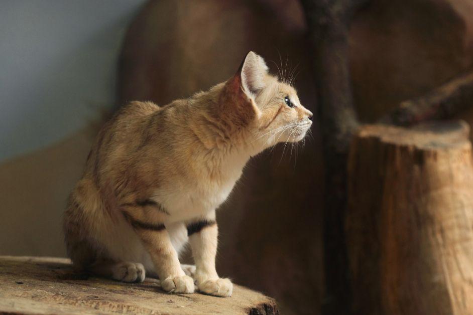 A side view of a sand cat standing on a rock and looking upward. 