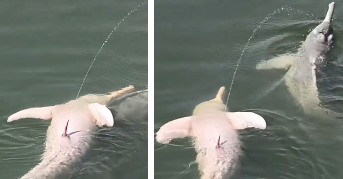 A male dolphin floats on his back while peeing up in the air and onto a nearby female dolphin