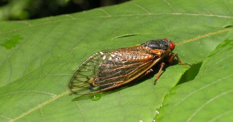 What is the lifespan of a 17-year cicada?