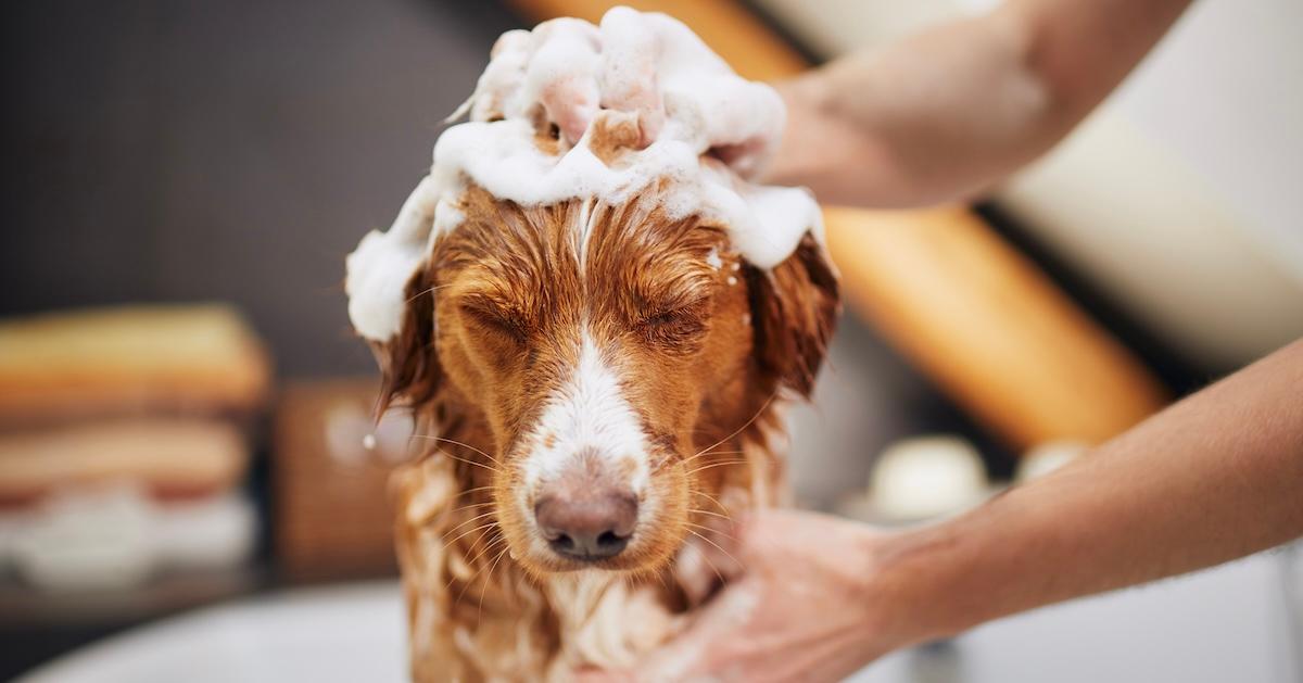 Puppy bath shampoo best sale