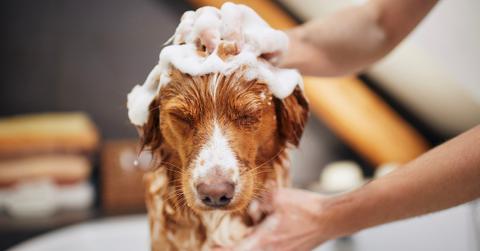 Pair of hands gives dog a soapy bath.