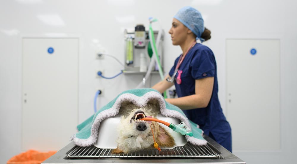 Can Dogs Get Monkeypox? Here's What Every Pet Parent Should Know