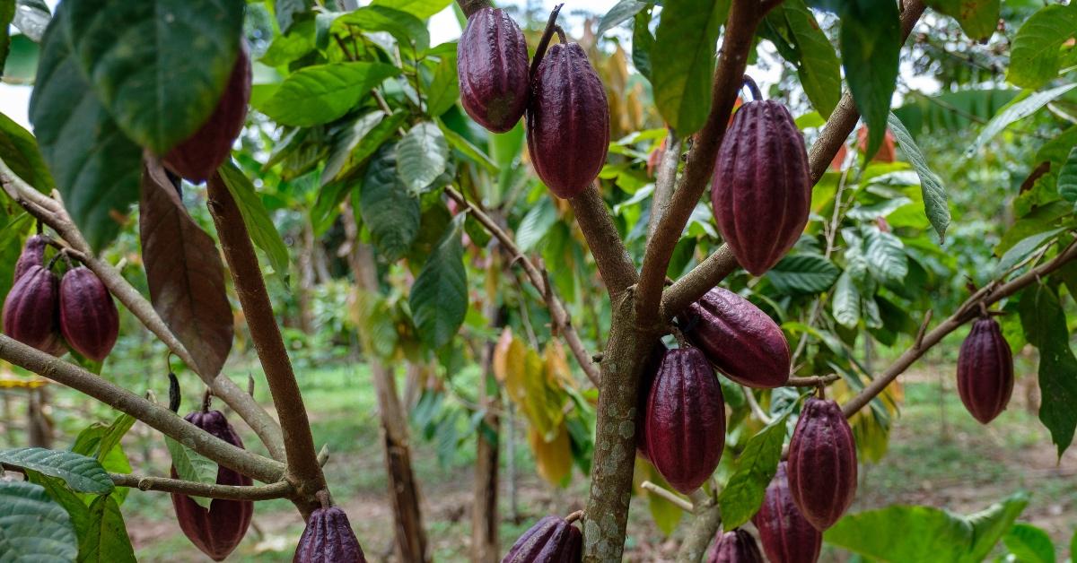 Pods growing on a cocoa tree. 