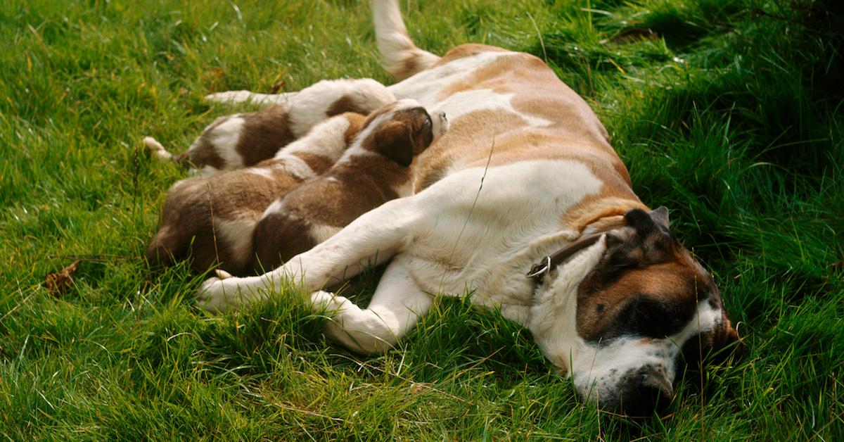 What to do when your dog is 2024 in labor