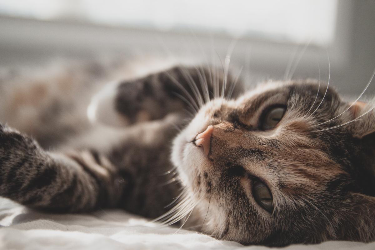 gray and brown tabby cat 