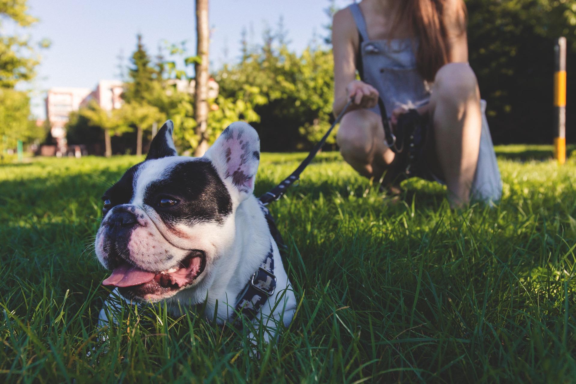 Recycling Bin Transforms Bottles Into Food For Stray Dogs