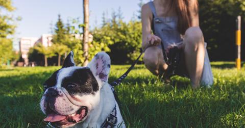 Recycling Bin Transforms Bottles Into Food For Stray Dogs