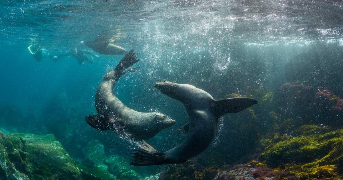 Divers watch as two seals play underwater near Montague Island. (Representative Cover Image Source: Getty Images | By WildestAnimal)