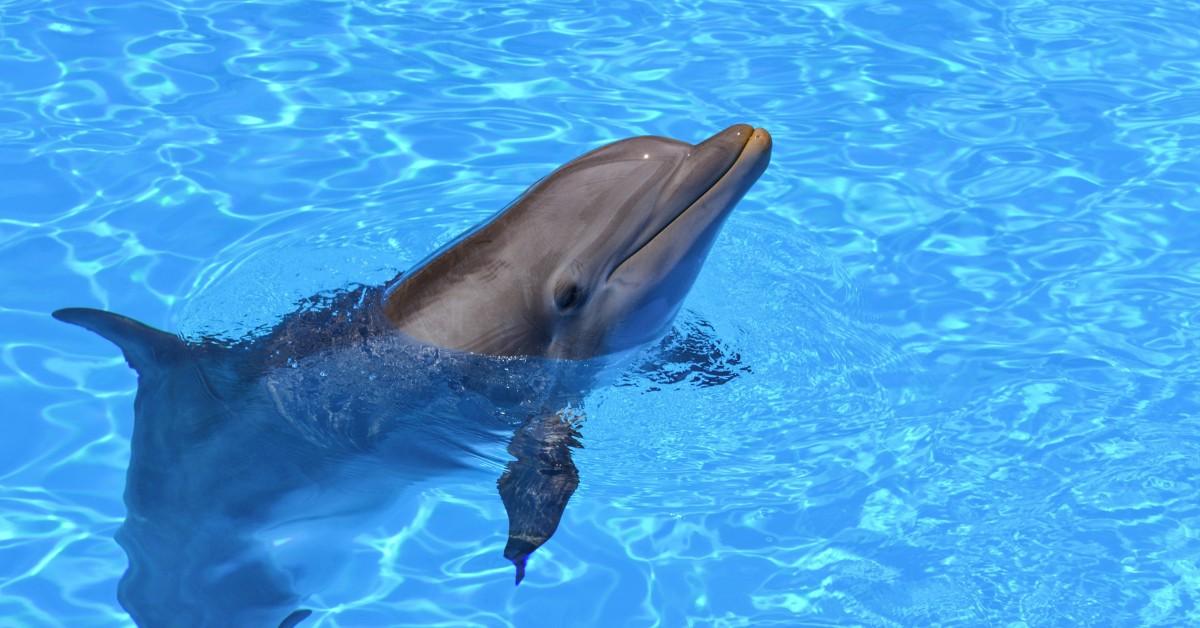 A dolphin breaks the surface and is surrounded by crystal clear water