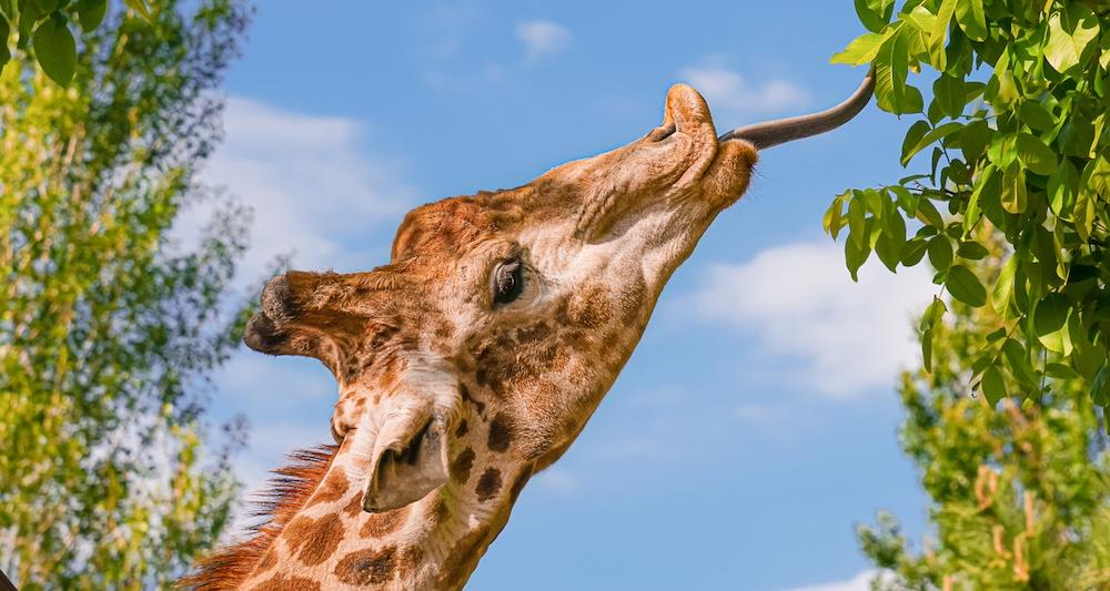 A giraffe trying to reach high leaves with their tongue.