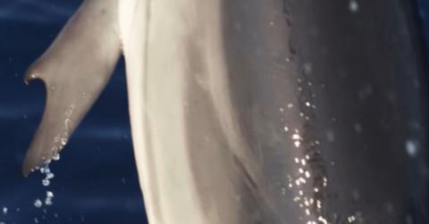 image of dolphin's thumb on a flipper