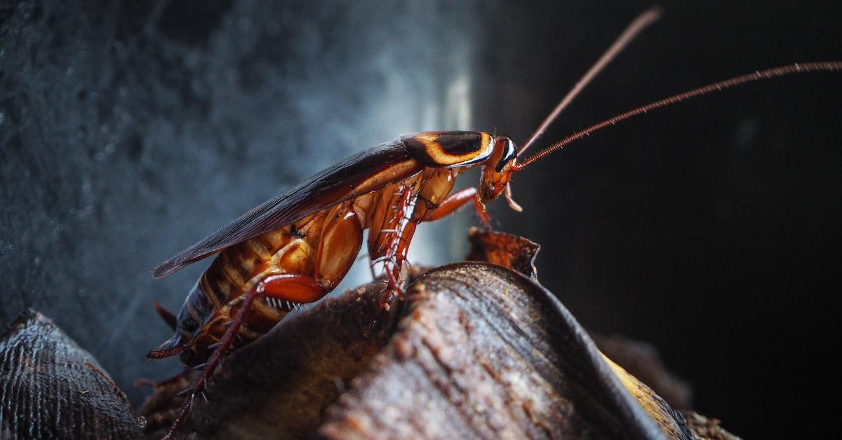 How to Make Natural Cockroach Baits With Sugar and Baking Soda 