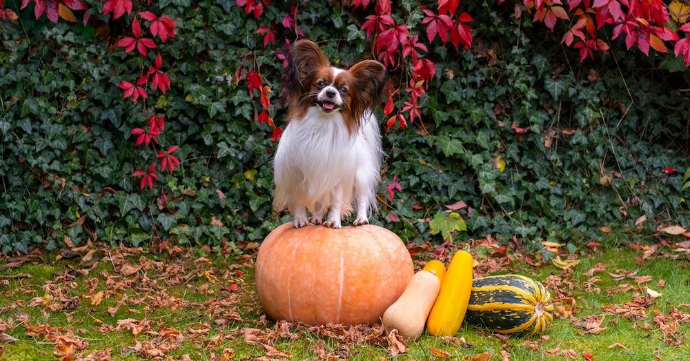 A small dog on top of a pumpkin next to other gourds outside. 