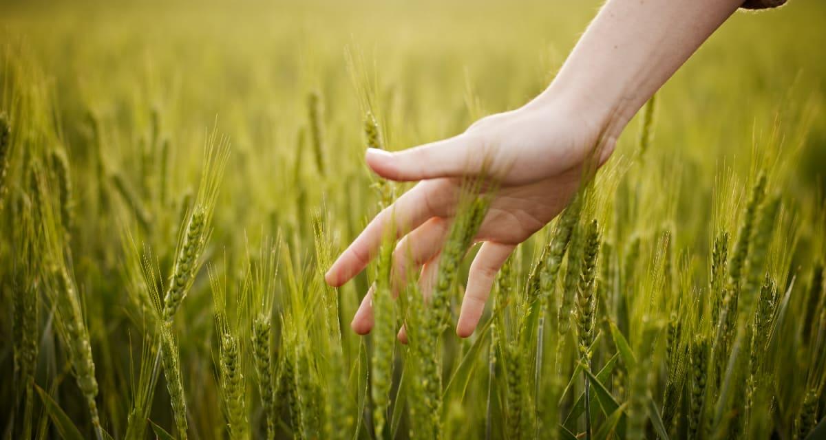 pn/edf  dfe dcc bcff