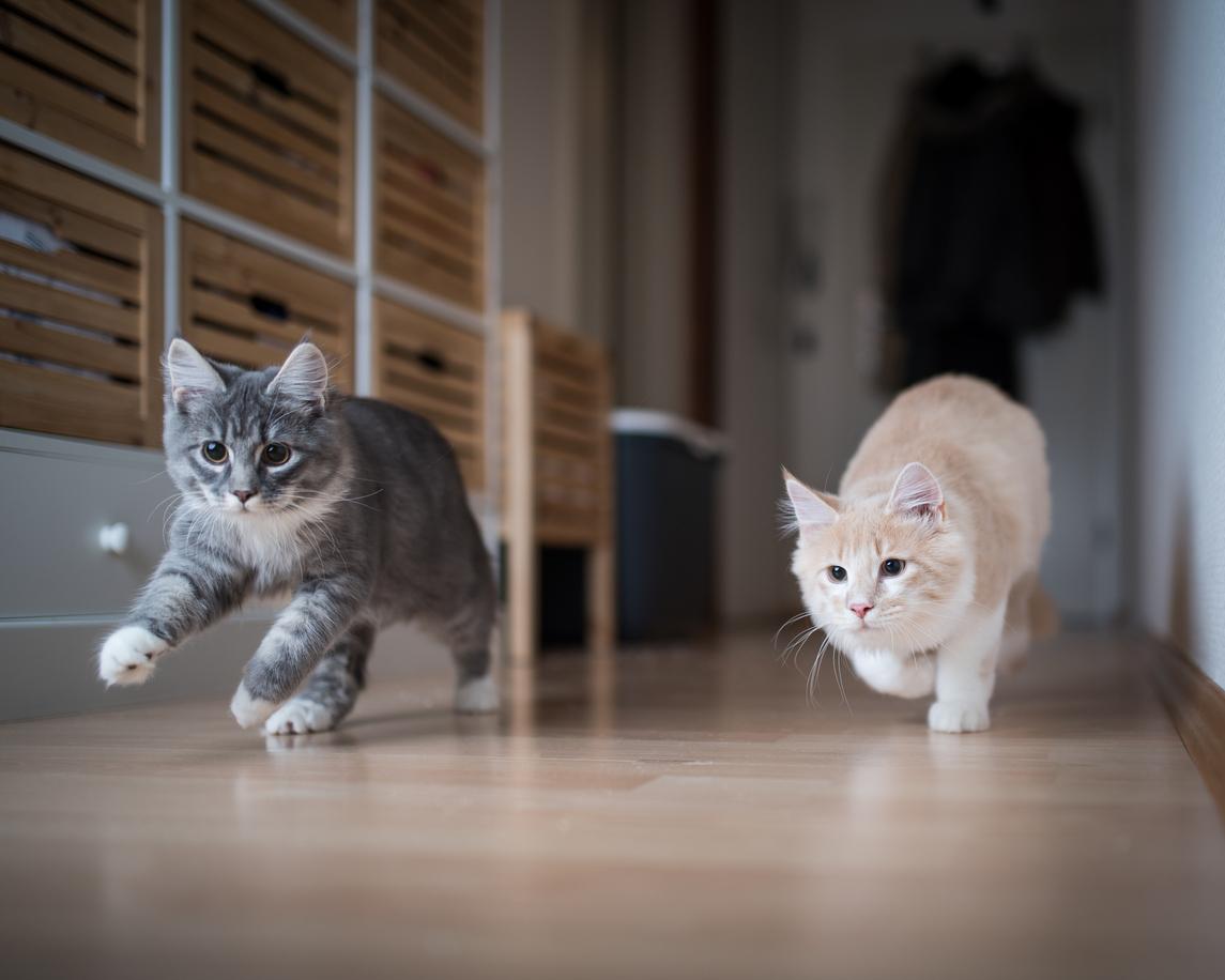 Two kittens play chase while experiencing the zoomies inside a house.