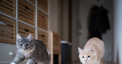 Two kittens play chase while experiencing the zoomies inside a house.