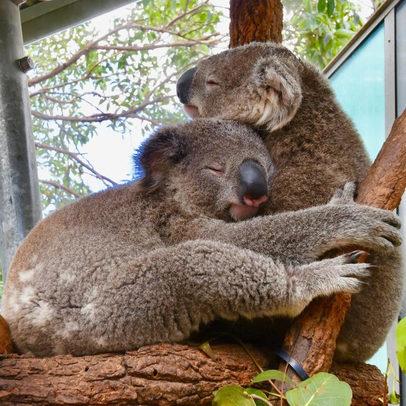 koalas hugging