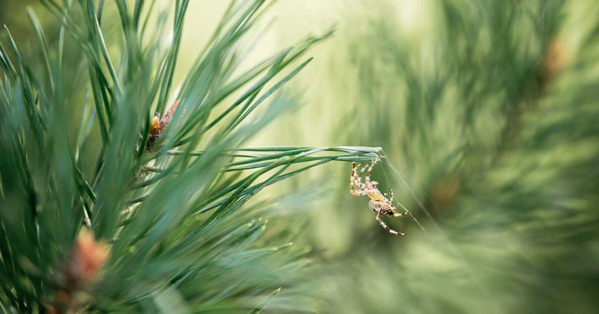 Spider hanging from a pine needle. (Representative Cover Image Source: Getty Images | Nata Serenko)