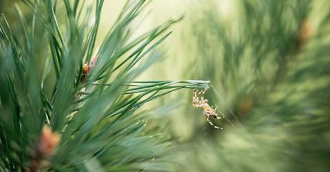 Spider hanging from a pine needle. (Representative Cover Image Source: Getty Images | Nata Serenko)