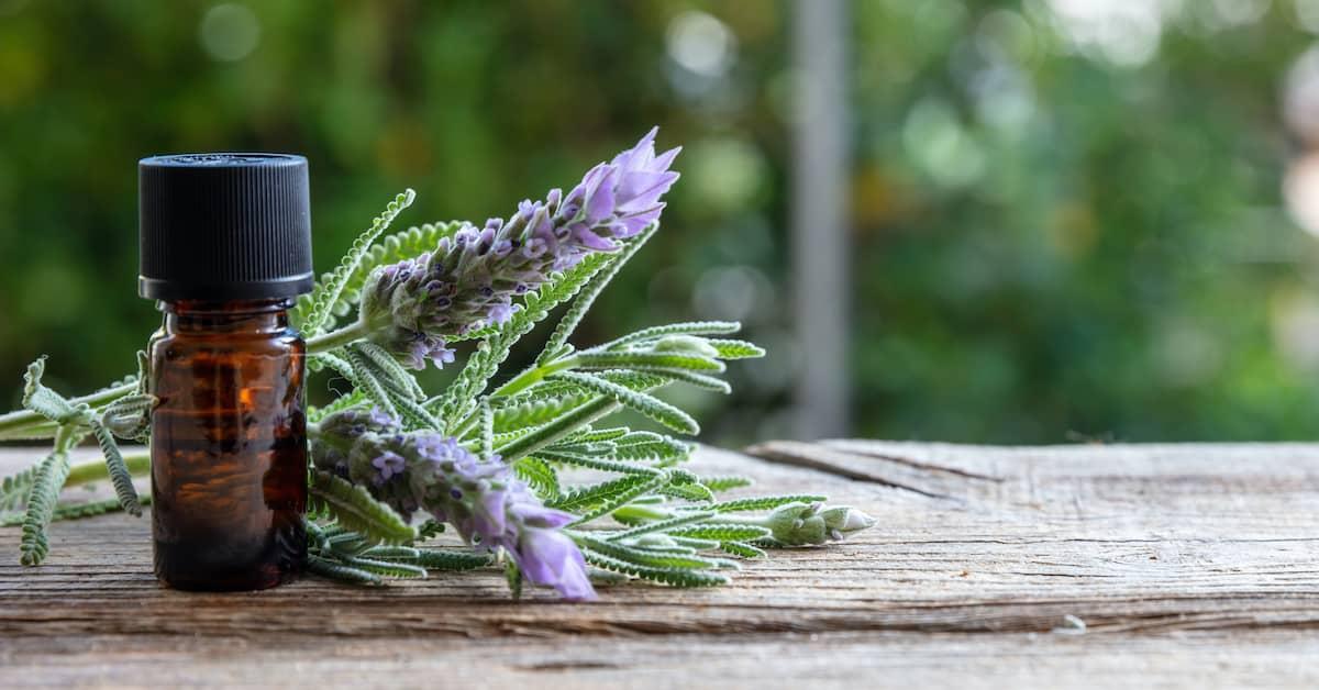 Small bottle of lavender oil in front of a bunch of fresh lavender on a wooden surface