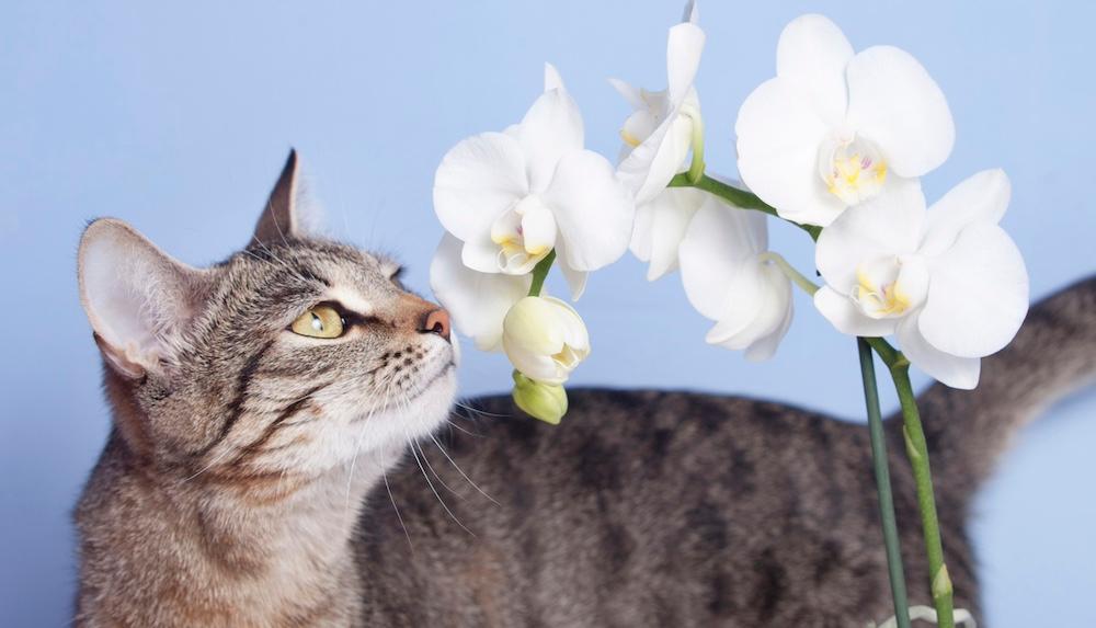 A cat looking up at white orchids against a blue background.