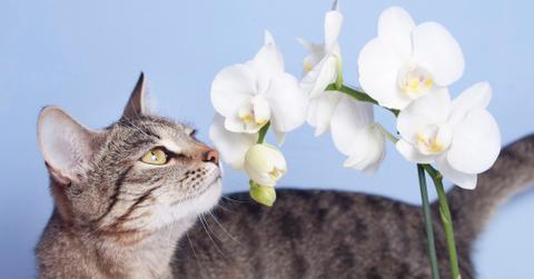 A cat looking up at white orchids against a blue background.
