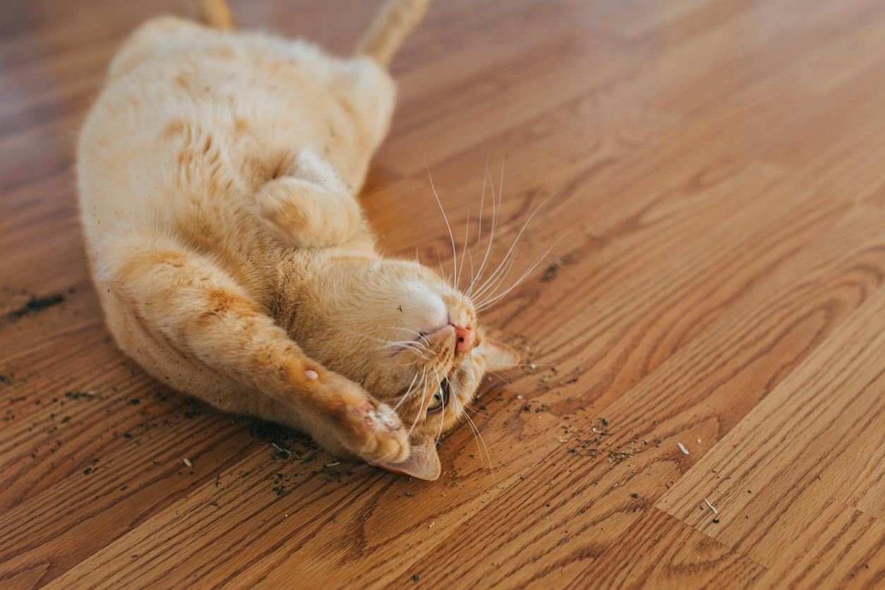 An orange cat lays in catnip on a wooden floor just before becoming stimulated and experiencing the zoomies.